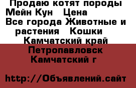 Продаю котят породы Мейн Кун › Цена ­ 12 000 - Все города Животные и растения » Кошки   . Камчатский край,Петропавловск-Камчатский г.